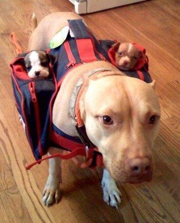 lizahhdahhlingg:  chrisrohling:  thecutestofthecute:  Because Pitbulls need love