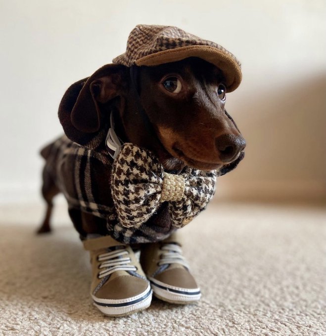 “This is Teddy. He’s found several clues that indicate there’s a good boy around here somewhere. Maybe you’ve seen him. 14/10″ ...