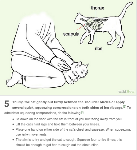 I always see the dog choking info on here, adult photos