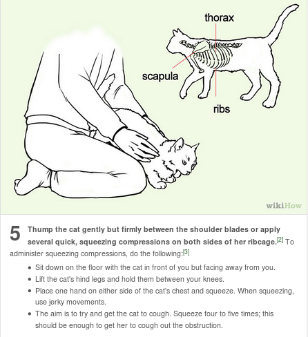 I always see the dog choking info on here, so here’s what to do if a kitty is choking