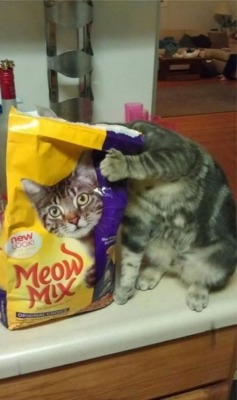 funnycatsgif-com:  Very “in time“ cat