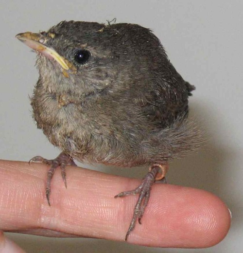 a perching house wren (troglodytes aedon)