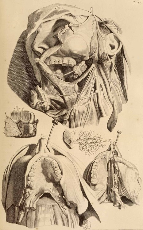 senjukannon:Historical Anatomy.