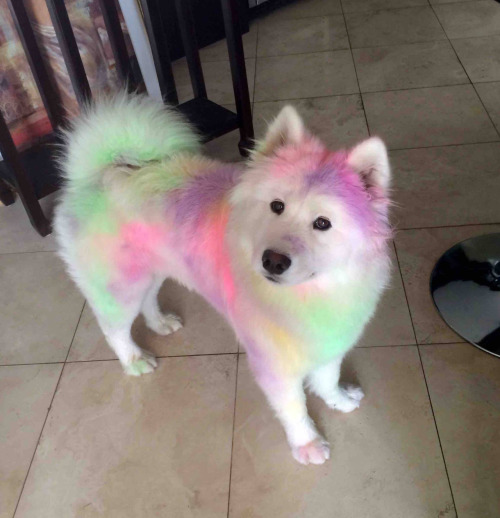 cutepetplanet:He rolled around in chalk and now he’s art.