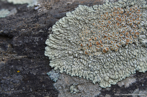 connie-awanderingsoul: Lovely Lichen