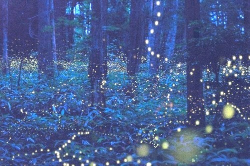 tarassein:Long Exposure Photos of Fireflies