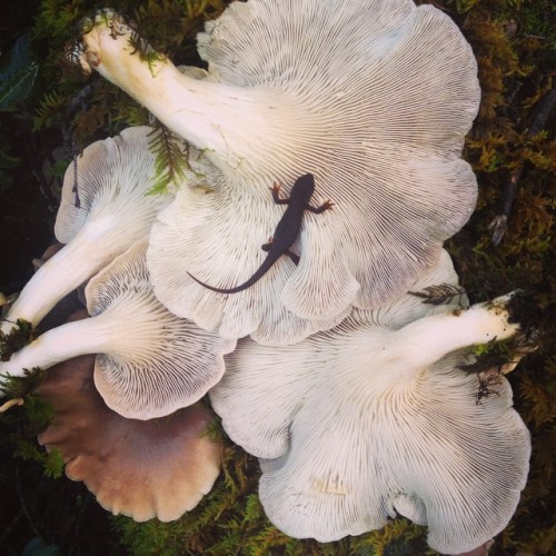 steepravine:Newt On Oyster Mushrooms