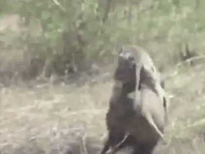gif mono cabreado - Página 3 Tumblr_n0plylroeh1s96utdo2_400