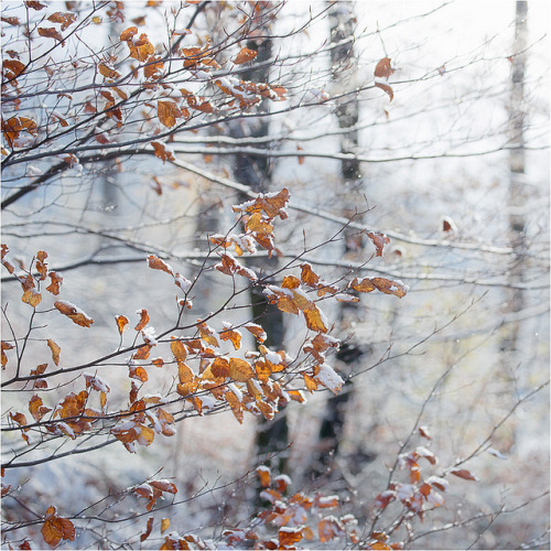 the forest&hellip;&hellip; by Brigitte Lorenz on Flickr.