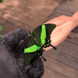 The Emerald Swallowtail (papilio Palinurus) | Diana_murguta On Ig
