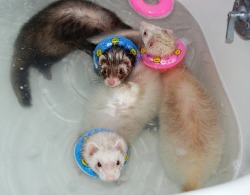 directium: stiegsart:  My ferrets and their fancy new bath floaties! &lt;3 &lt;3 &lt;3  Pictured: Calypso, Al, Caramel, Bean, Coco, Ruby, Wolfy (no tube, he’s too thick lol), Nugget, Mo (no tail), Teddy, and Peppy.   @sovereign-slayer 