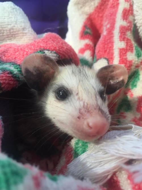 opossummypossum: devinleighbee: Today we rescued an orphaned baby opossum! We found her momma dead o