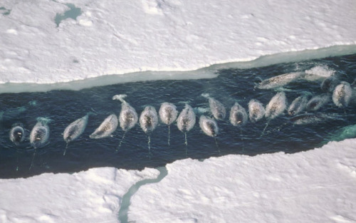 nevver:A group of Narwhals is called a ‘Blessing’