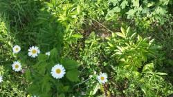 punkleaf:  lil wild daisies :~) 