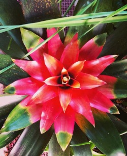 Pretty flower  (at The Othman Event Center) https://www.instagram.com/p/BsAICaugNZ0/?utm_source=ig_tumblr_share&amp;igshid=1wlm62sk2xmx4