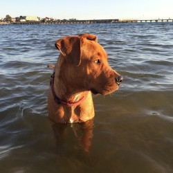 Took old mate @axel_amstaffx to the beach for the first time today, he loved it! We need to go here @samanthacoyles @dirtydreamer_ @gavinconole  (at Brighton Dog Beach)