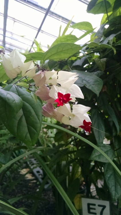 9/27/16: Clerodendrum thomsoniae; A species of flowering plant that is also classified as a long ste