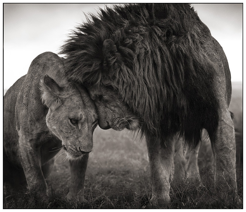 Lion love