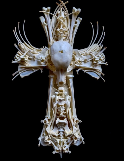 Harrison Made Up Entirely Of One Dog By Photographer, Visual Artist, And Taxidermist Ageliki Kiki Klonis