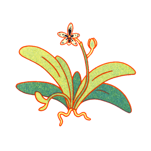today I worked on one of the more complex markings in Normal Orchid Game! in total there will be 13 