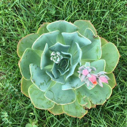 moonlitkid:This succulent gives the prettiest flowers