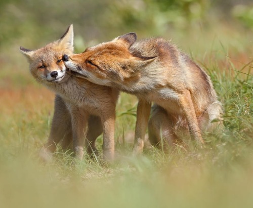 beautiful-wildlife:Foxy Love Series - But Mo-om by Roeselien Raimond