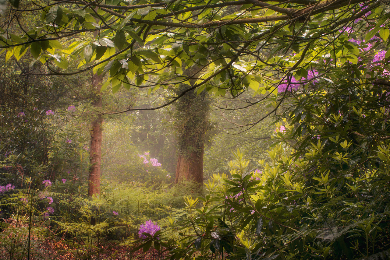 90377:    Spring Woodland by Phill   