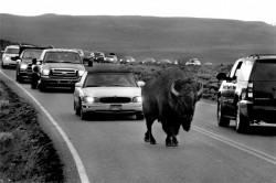 middleamerica:  Tailgating, Yellowstone National