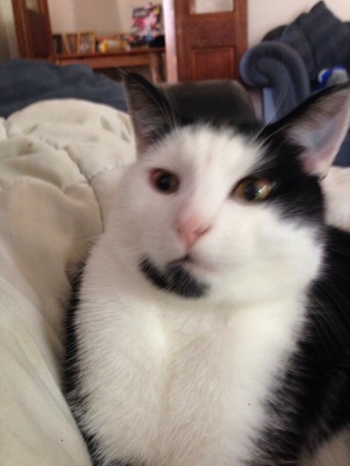 unflatteringcatselfies - last pics of Oreo i sent in got 700+...