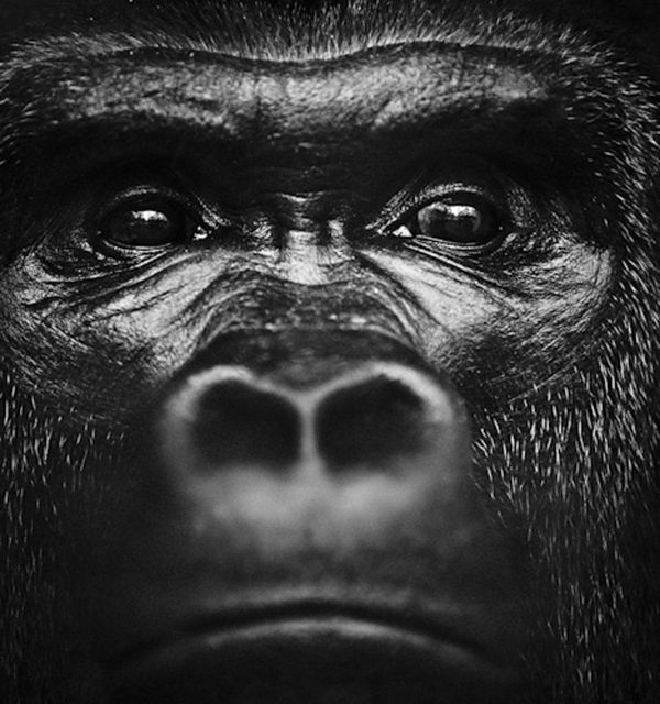 Laurent Baheux