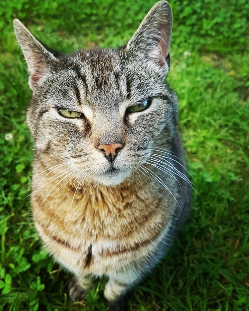 naturelvr69likes:s38s73r:This is Charles, Treglisson, Hayle, Cornwall@mostlycatsmostly .