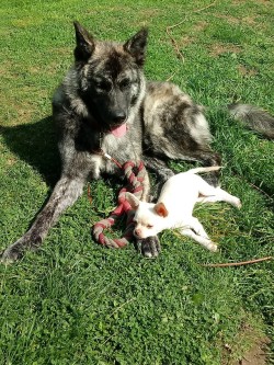 My doggos looks like a cartoon about friendship and difference(ask-louvely)paw pillow