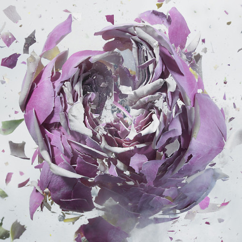 martinekenblog:  What does it look like when something as delicate as a flower explodes into a million pieces? Photographer Martin Klimas is behind this fascinating series called Rapid Bloom where he drops flowers into liquid nitrogen and then shoots