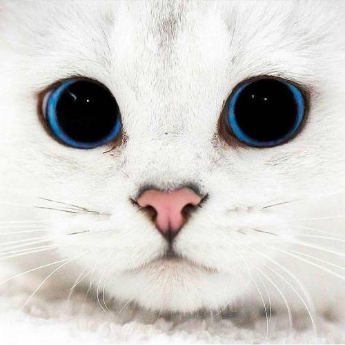 animals-addiction: This cat has the most beautiful eyes that I’ve seen. 