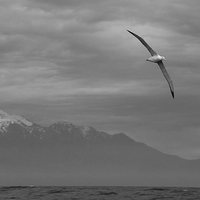 ashleychildsstudio:
“#Albatross, or Feathered Giants, can reach a wingspan of 11ft, gliding the ocean winds for hours without rest. Northern Royal Albatross, Seaward Kaikoura Range. Photo by Niklas Holmström
”
Source: ashleychildsstudio