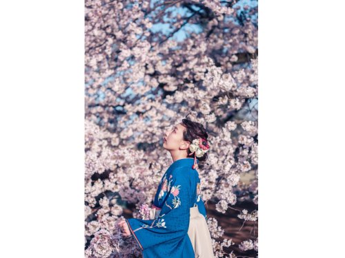 Kimono lover Muu’s lovely graduation ceremony outfit, beautifully shot among cherry trees in bloom. 