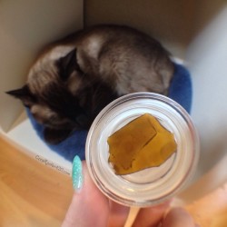 coralreefer420:  Beezle Extracts Star Dawg