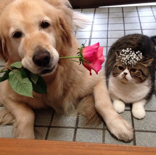 plantbased-princess:catsbeaversandducks:Oliver the Dog and Arashi the Cat: the cutest best friends e