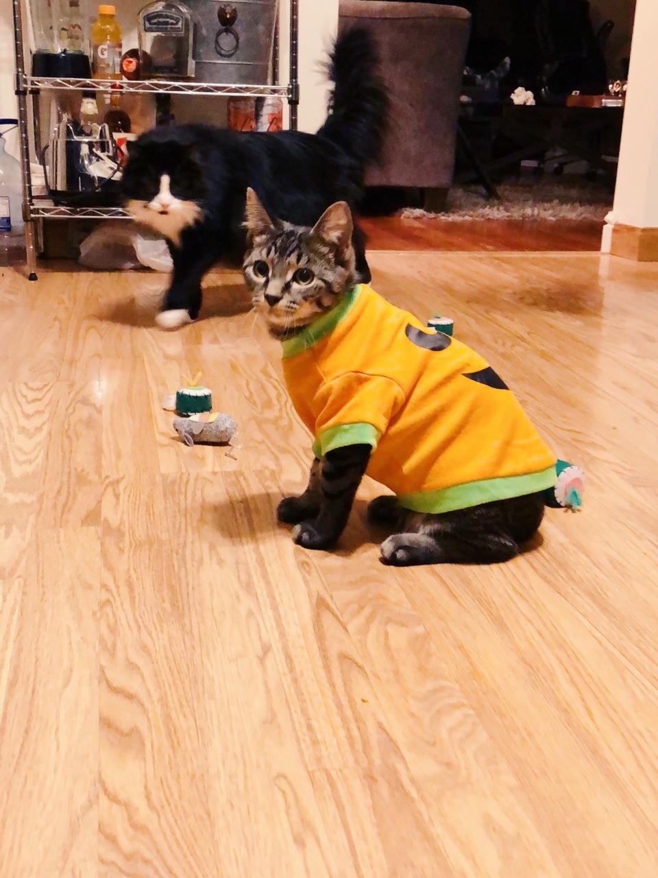 fuckyeahfelines:  the halloween shirt lasted all of 5 minutes. he didn’t like the