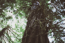 herbal-hippie:  falconwings:  givncvrlos:  the redwood forest | Brooke Holm  My sisters and I were told of a magnificent Redwood forest that grows up in Big Sur in California. Without a map and without a guide we set off in search of it. What we found