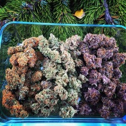 Dank Purps