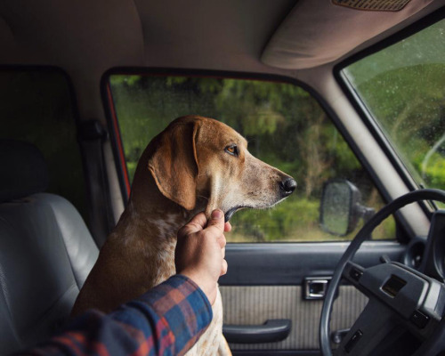 conflictingheart:  Photographer Takes His Rescued Dog Maddie On Epic Adventures    Sin duda son los mejores amigos!