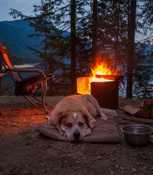 homeintheforest:by  ~Jany~