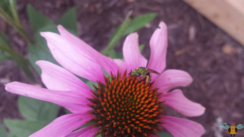 Bicolored Striped-Sweat Bee - Agapostemon virescensMost Bees are associated with colors like yellow 