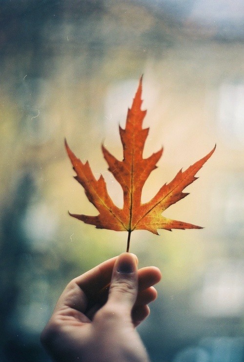 therussianrevolver:  The Seasons, Autumn My favorite season. Chilly enough to wear