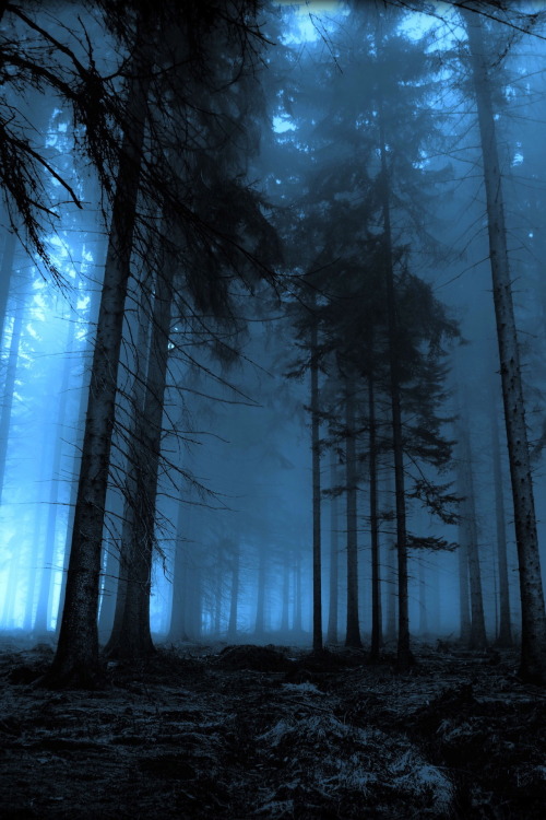 thereflectingthicket - Millennium Journey