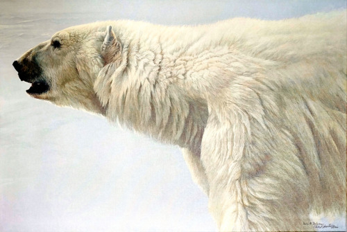 Robert Bateman Polar Bear Profile, 1982 Giclee Canvas