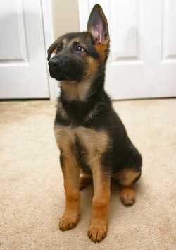 redheadspark:  German Shepard puppy…can I have it??