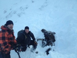 awwww-cute:  These guys saw a moose get buried in an avalanche so they grabbed their shovels &amp; dug the moose out