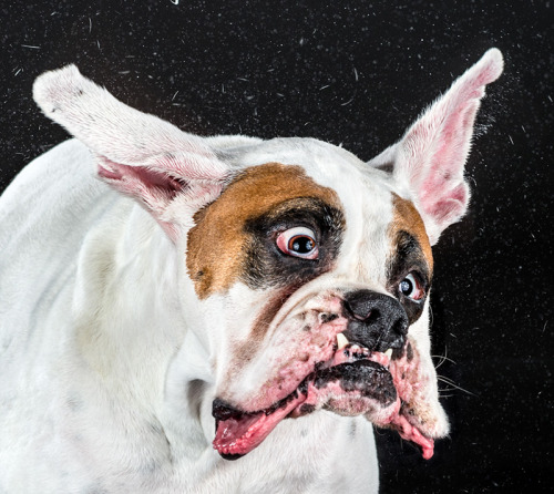 unicorn-meat-is-too-mainstream:Shake: Hilarious High-Speed Photographs of Dogs Shaking by Carli Davi